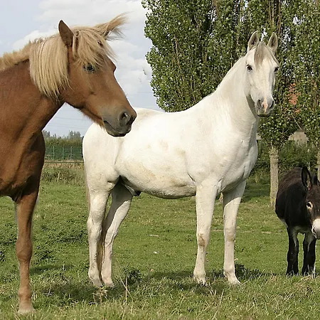 De La Ferme Des Crins Blancs